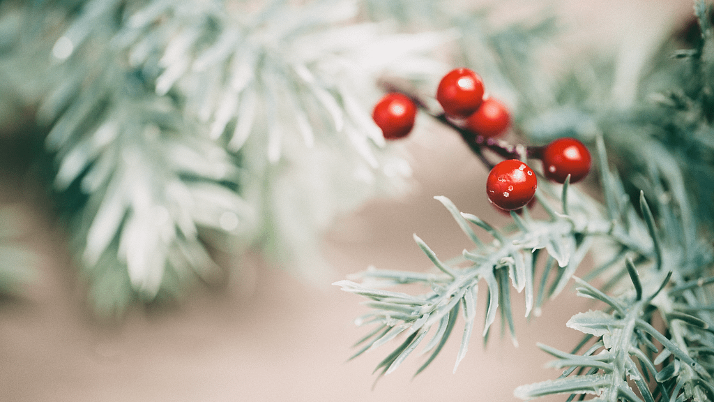 Schech's Holiday Gift Guide